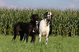 DOGUE ALLEMAND 320